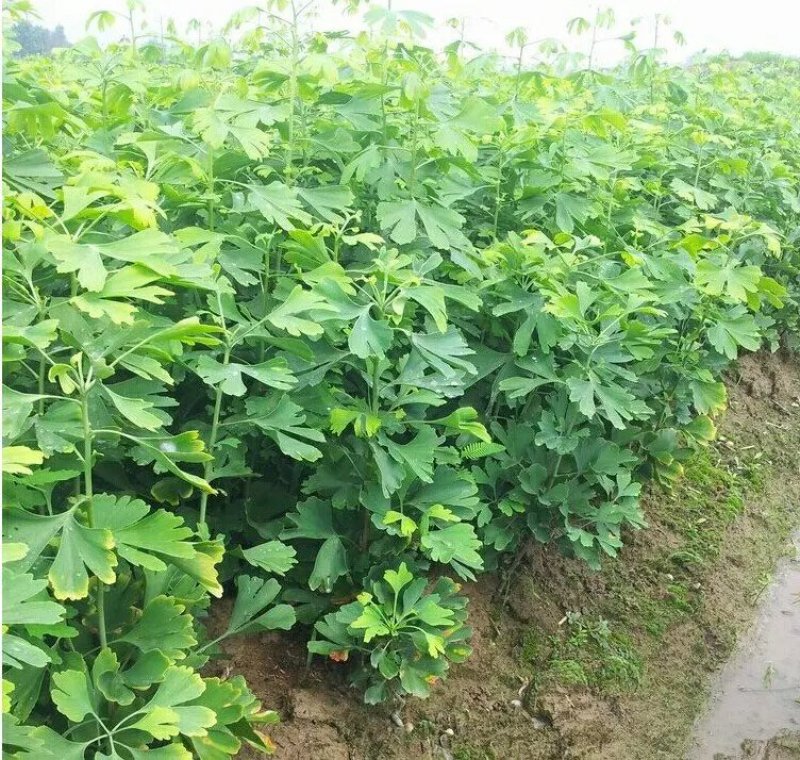 银杏苗基地直销价格便宜量大从优