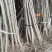 银杏苗基地直销价格便宜量大从优