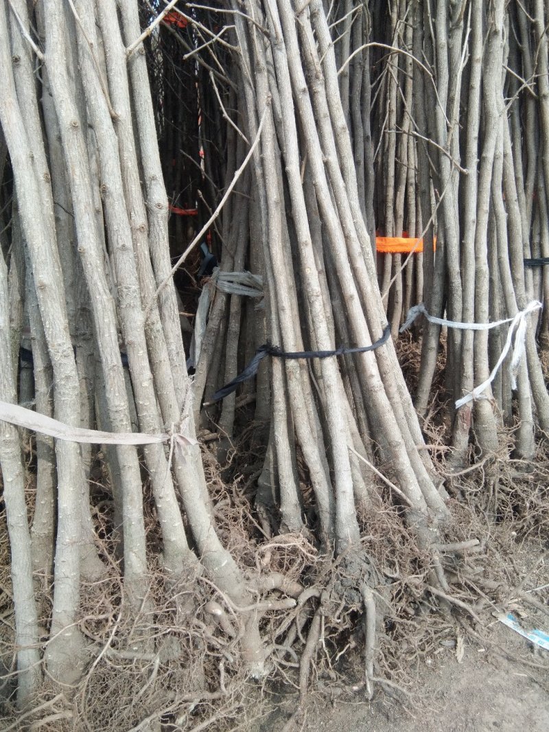 银杏苗基地直销价格便宜量大从优