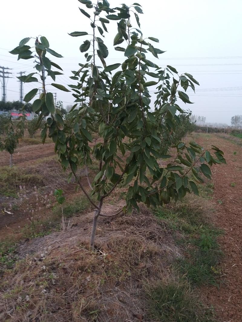 专业樱桃（车厘子）树苗，培育基地