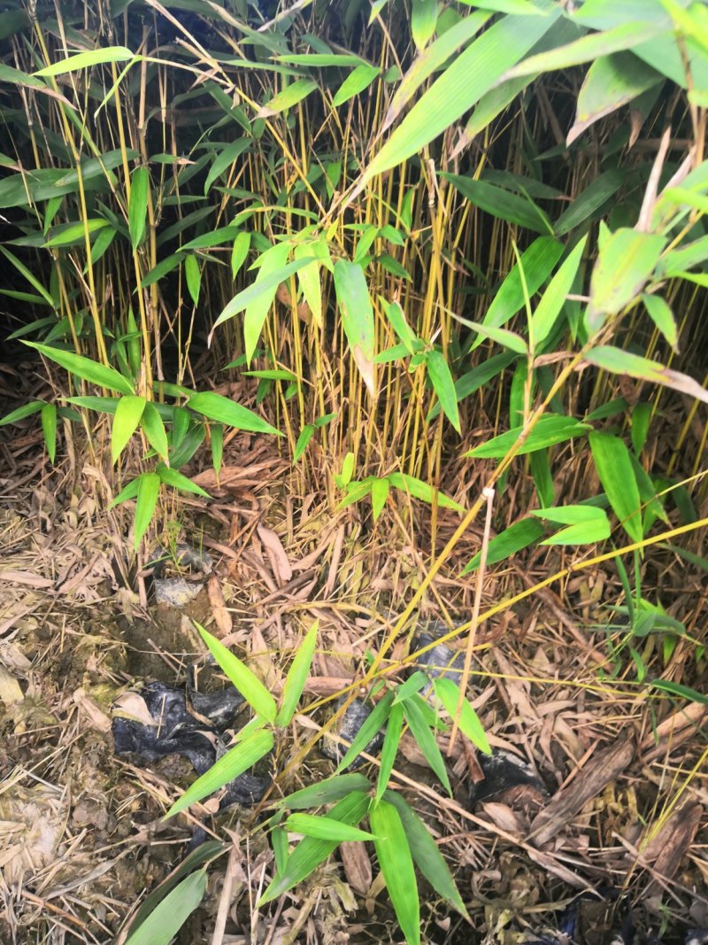 楠竹，无纺布楠竹，量大供应中，耐运输成活率高！