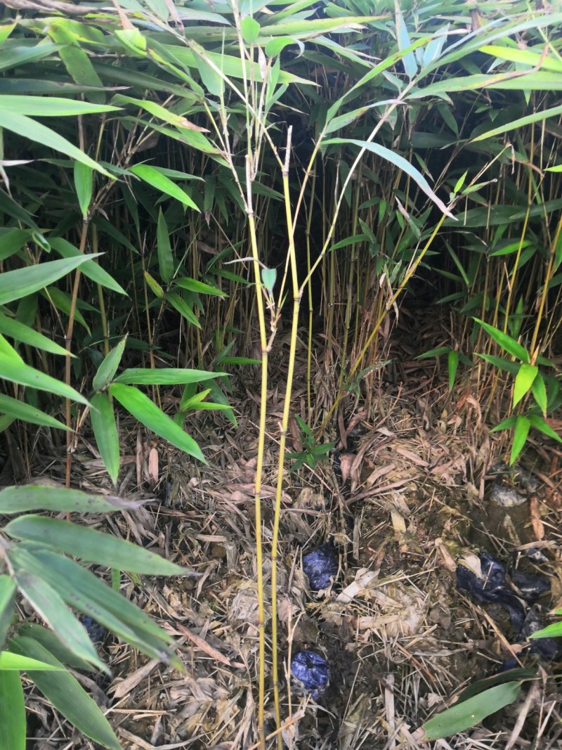 楠竹，无纺布楠竹，量大供应中，耐运输成活率高！