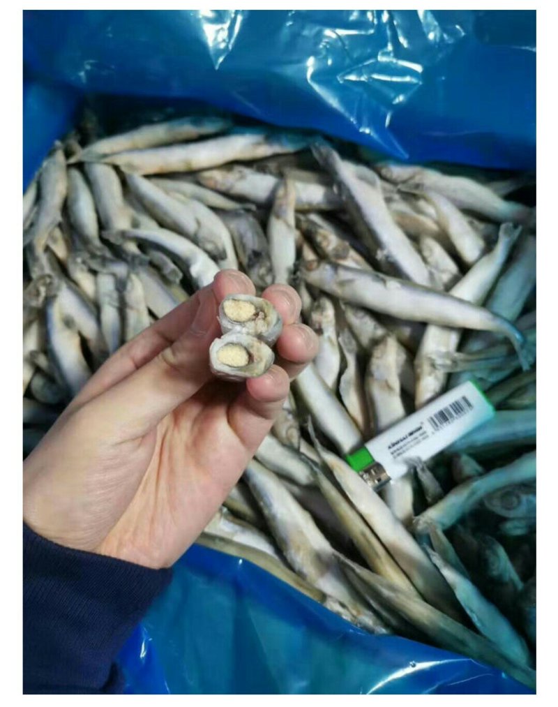 多春鱼单冻批发