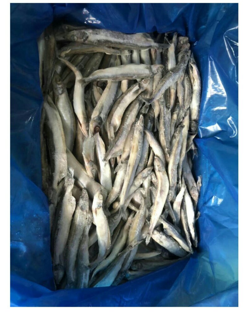 多春鱼单冻批发