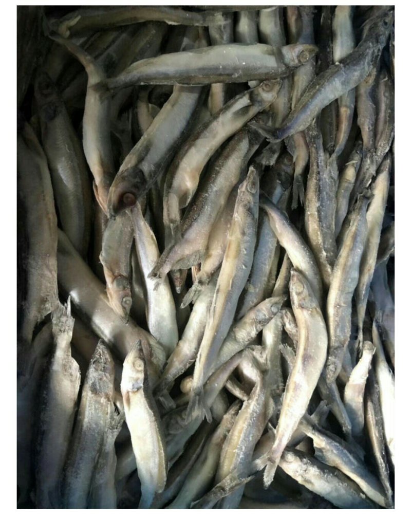 多春鱼单冻批发