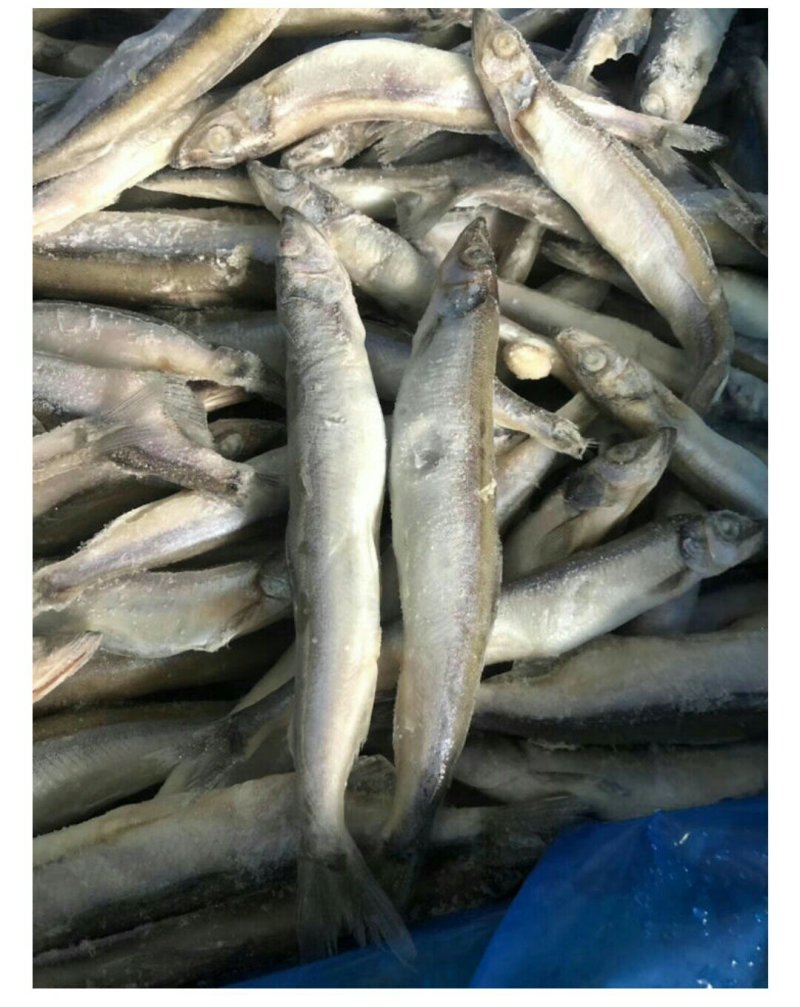 多春鱼单冻批发