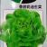 奶油生菜四季奶油生菜种子
