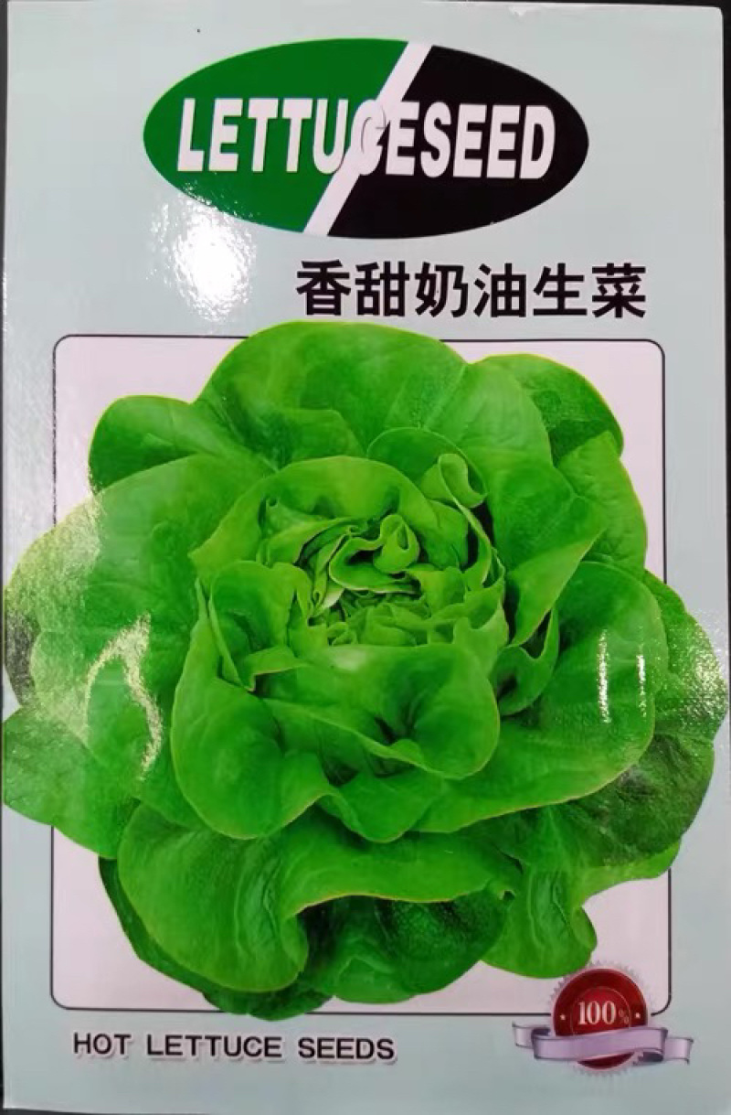 奶油生菜四季奶油生菜种子