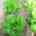 奶油生菜四季奶油生菜种子