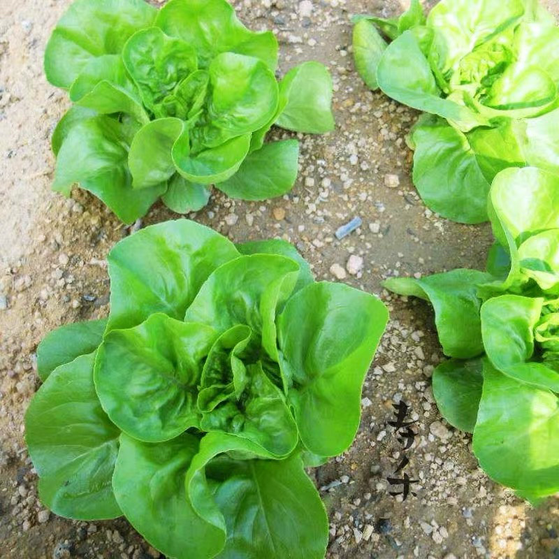 奶油生菜四季奶油生菜种子