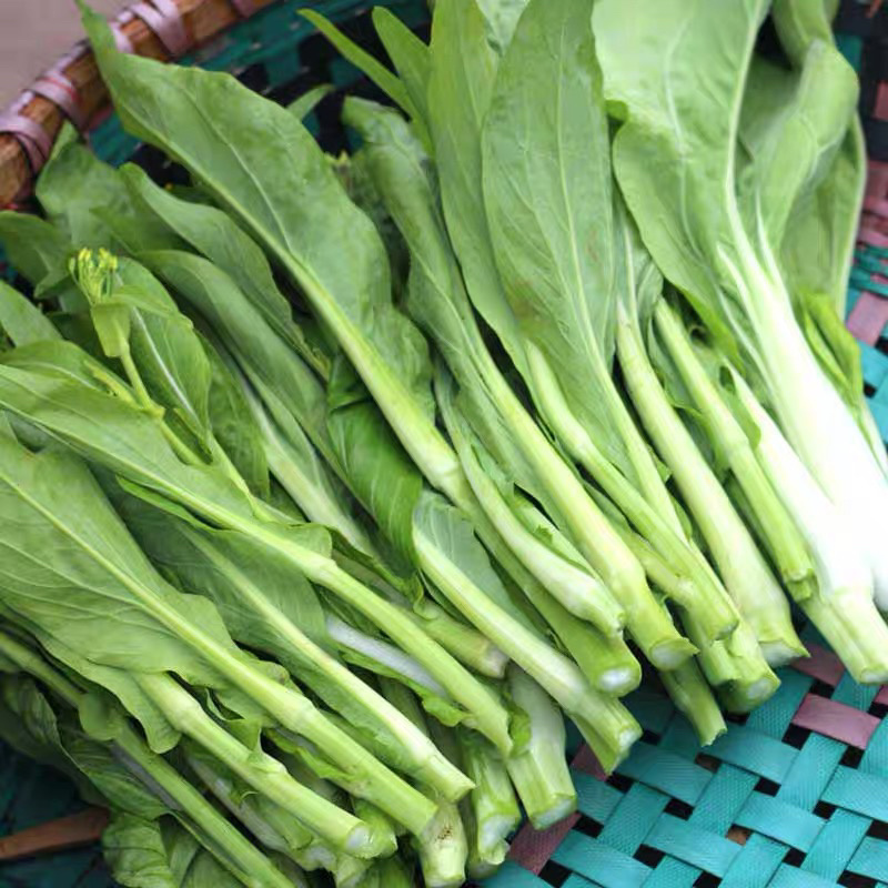 白菜苔种子产量高四季播种