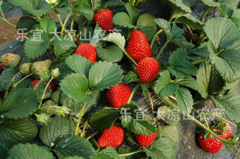 露天草莓奶油草莓