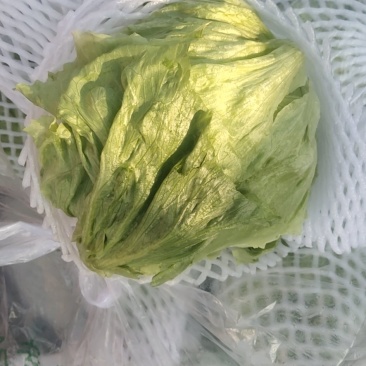 精品球生菜，暖棚种植，精品货产地直销