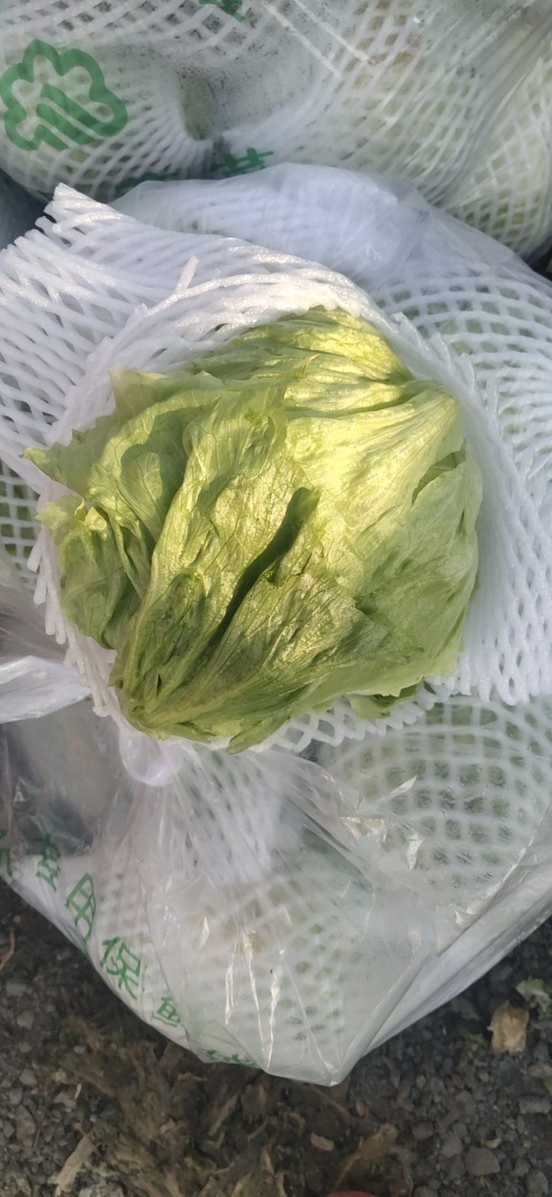 精品球生菜，暖棚种植，精品货产地直销