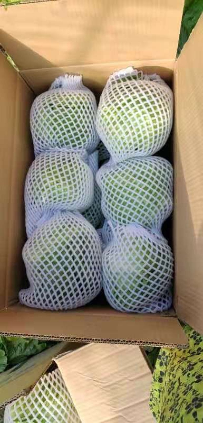 精品球生菜，暖棚种植，精品货产地直销