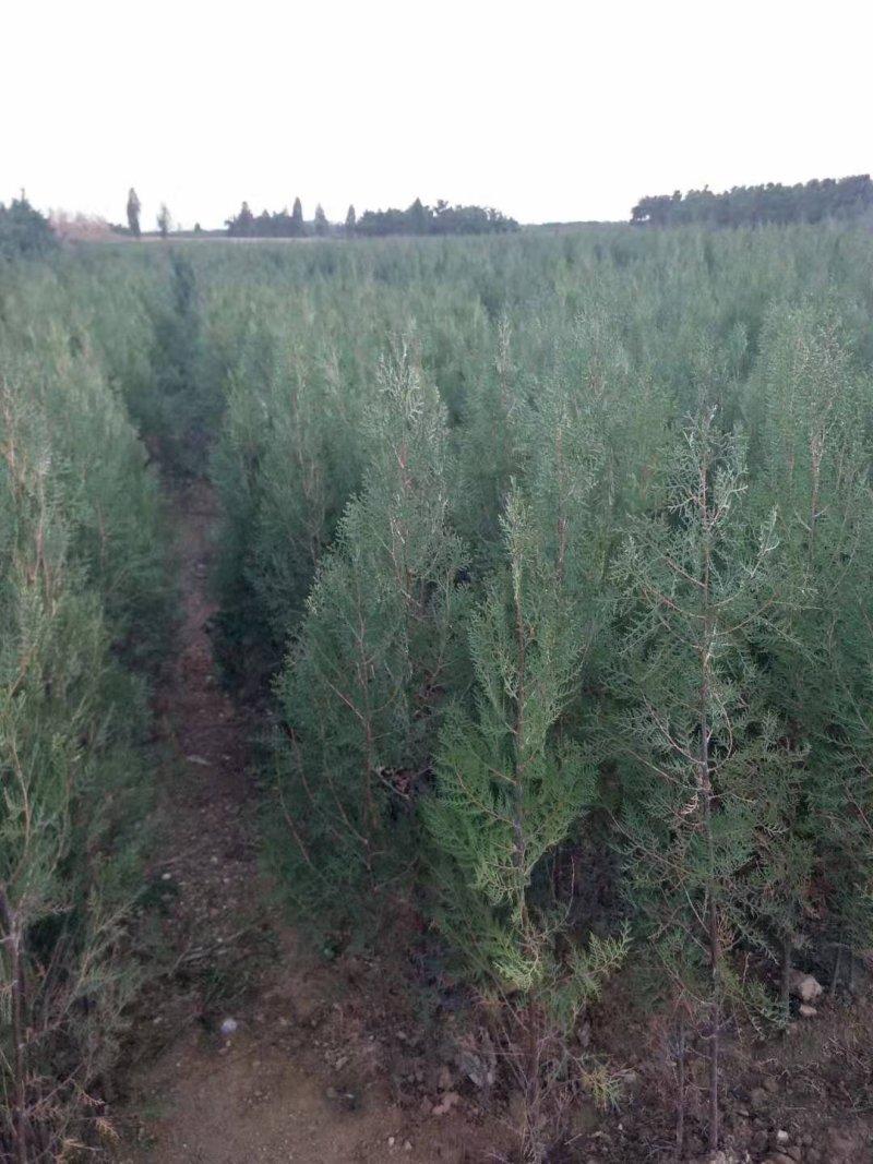 侧柏苗营养钵侧柏苗1米左右的侧柏苗大量批发