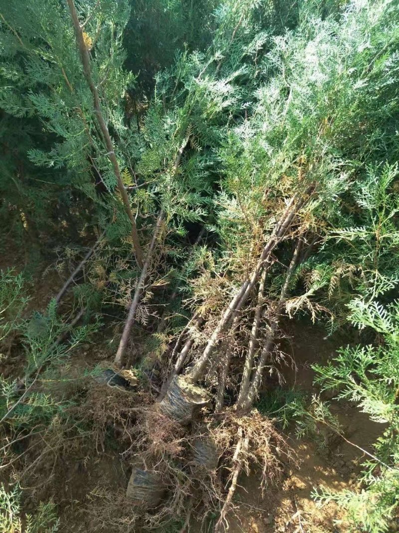 侧柏苗营养钵侧柏苗1米左右的侧柏苗大量批发