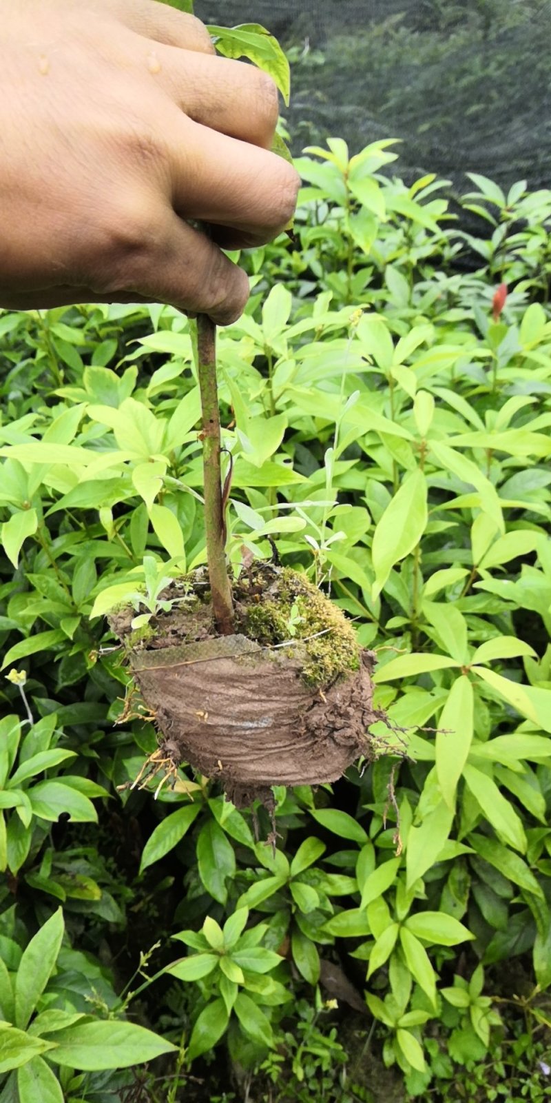 小叶桢楠，无纺布袋装苗，耐运输成活率高，