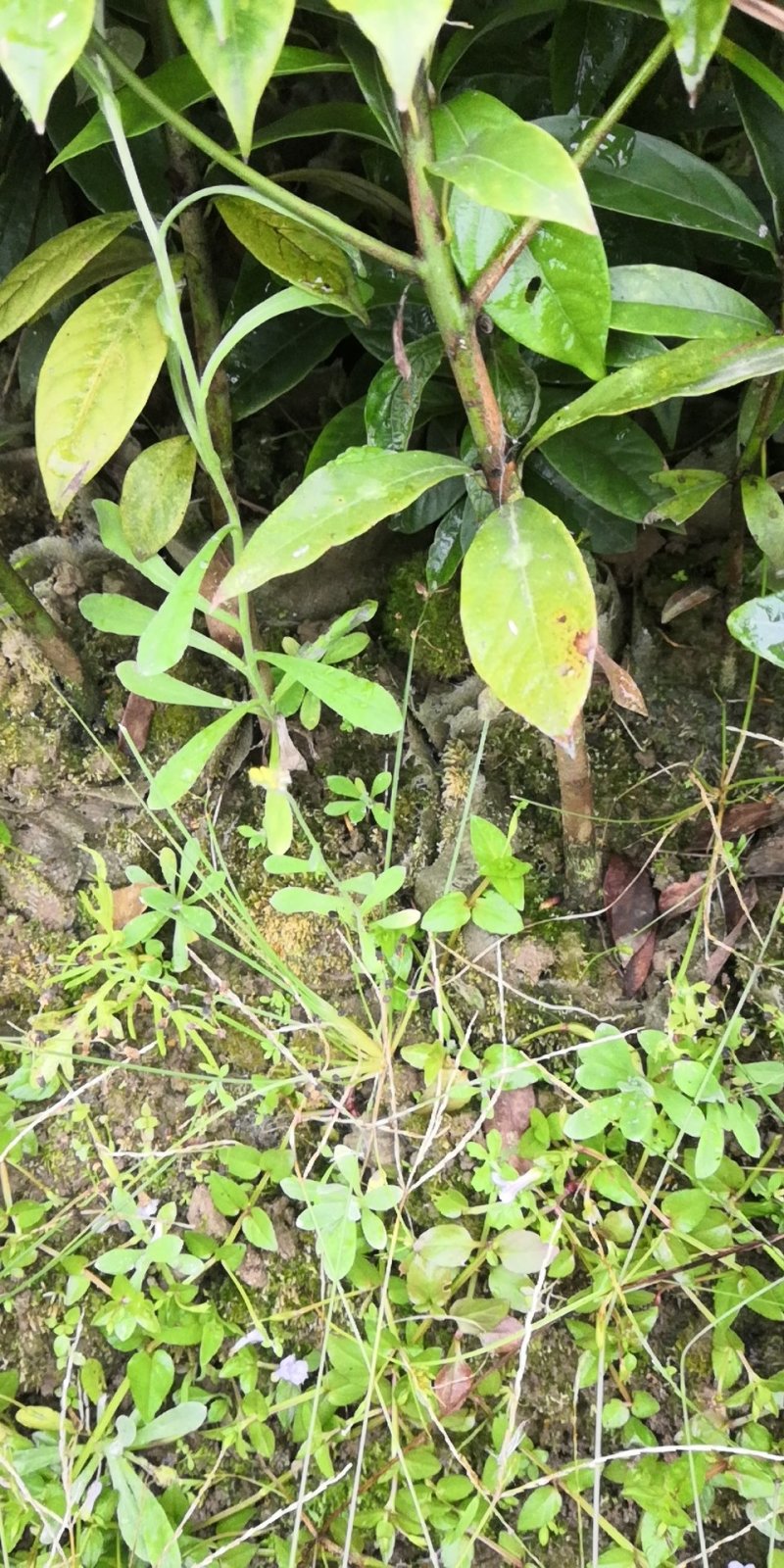 小叶桢楠，无纺布袋装苗，耐运输成活率高，