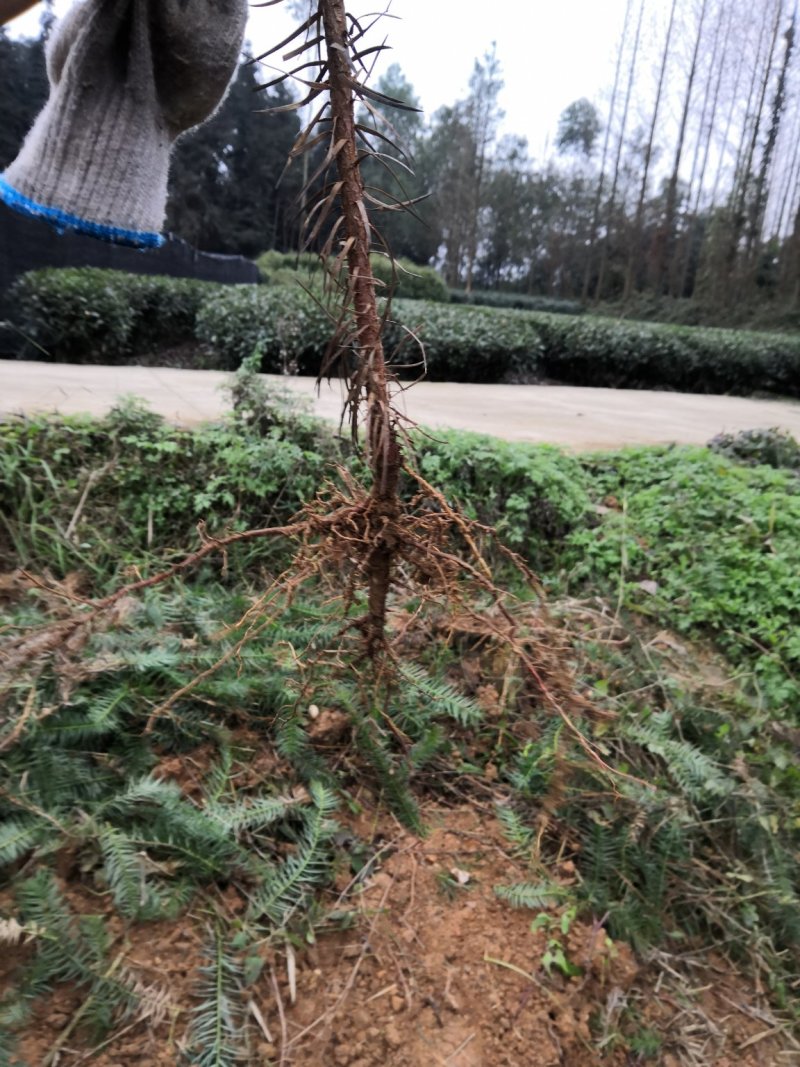 杉树苗，一年生两年生均有