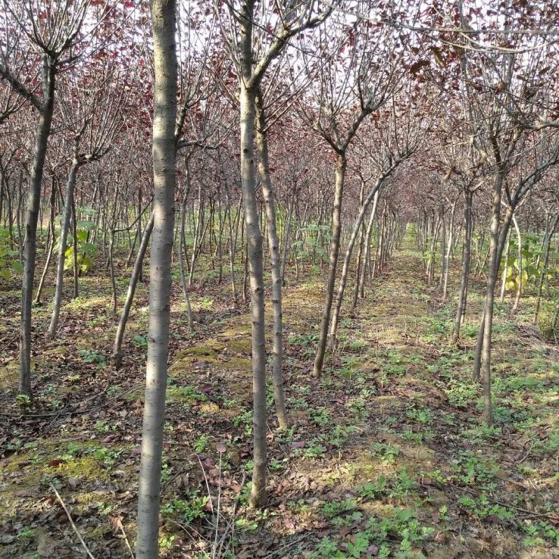 国槐苗，，，，，，，，，，，