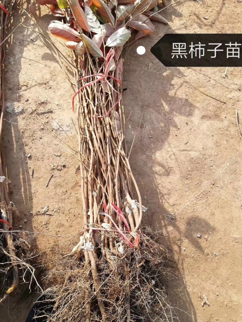 柿子苗，，，，，，，，，，，，，