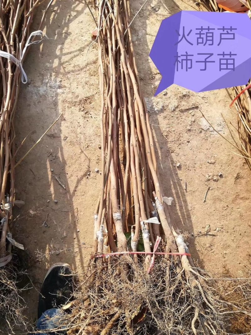 柿子苗，，，，，，，，，，，，，