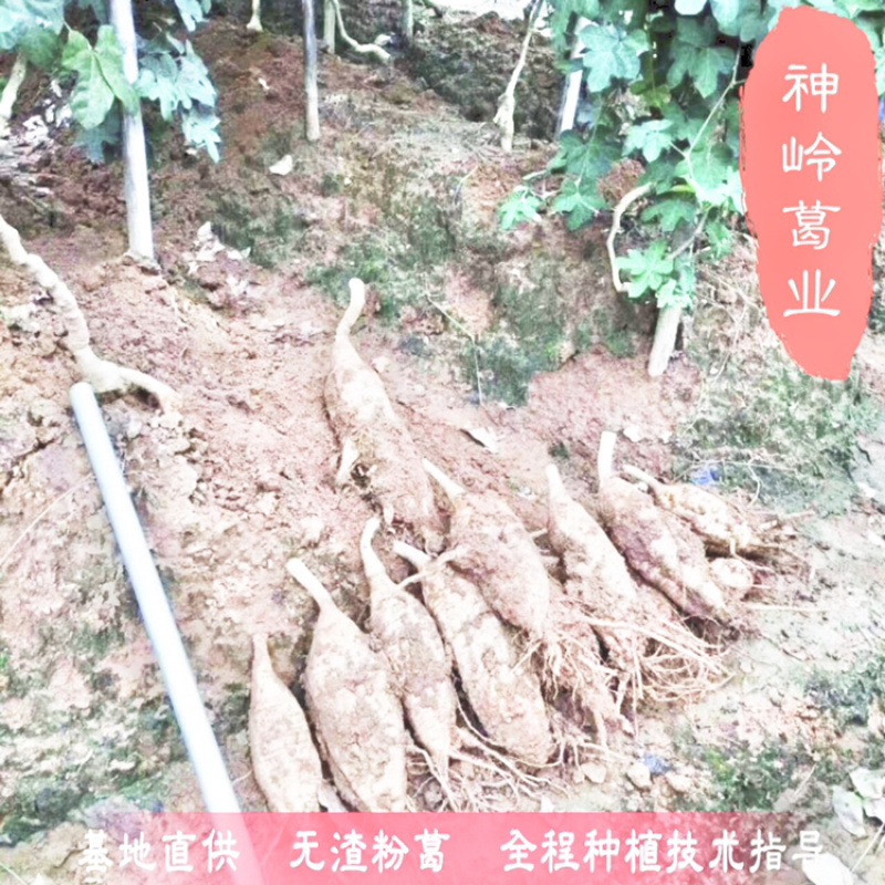 葛根湖北葛根苗成活率百分95以上食用葛根苗