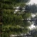 紫薇围墙紫薇绿篱紫薇围栏紫薇2米围墙紫薇编制围墙