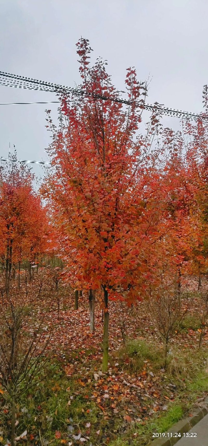 四川紫薇小苗西南植物编制基地紫薇条子2米高