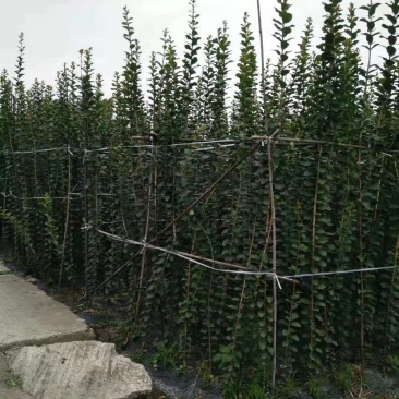 四川紫薇小苗西南植物编制基地紫薇条子2米高
