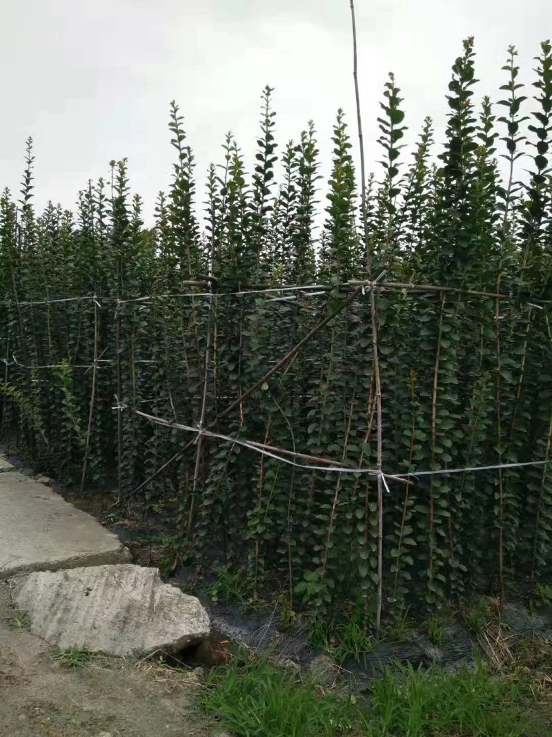 四川紫薇小苗西南植物编制基地紫薇条子2米高