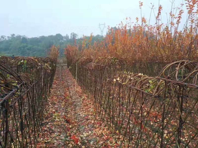 四川紫薇小苗西南植物编制基地紫薇条子2米高