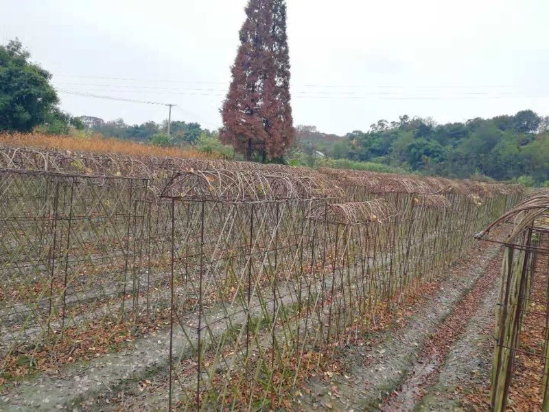 四川紫薇小苗西南植物编制基地紫薇条子2米高