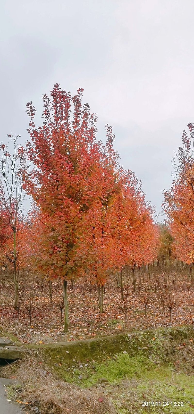 四川紫薇小苗西南植物编制基地紫薇条子2米高