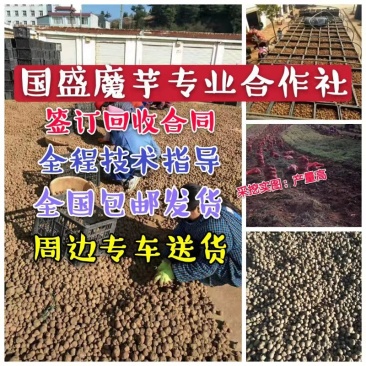 优质二代《魔芋种子》签合同保底回收、全程技术指导全国发货