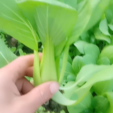 油菜