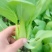 油菜