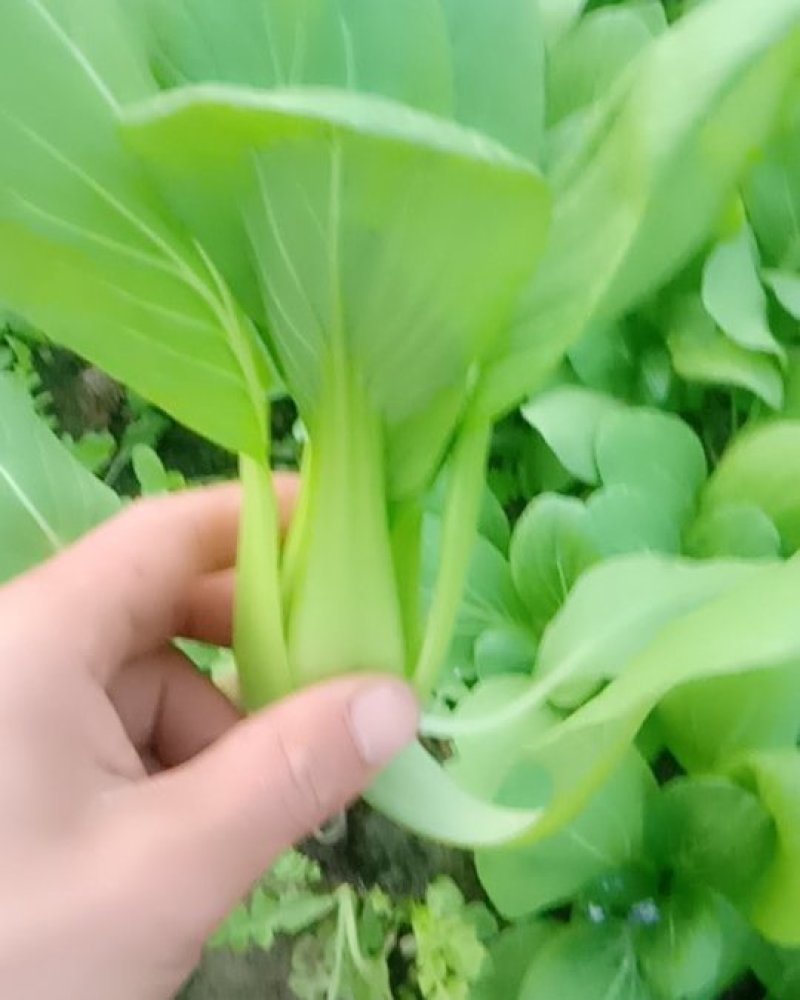油菜