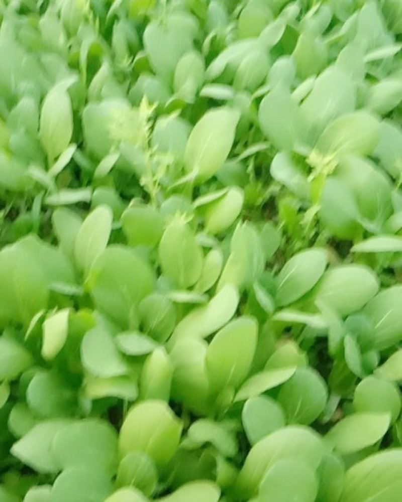 油菜
