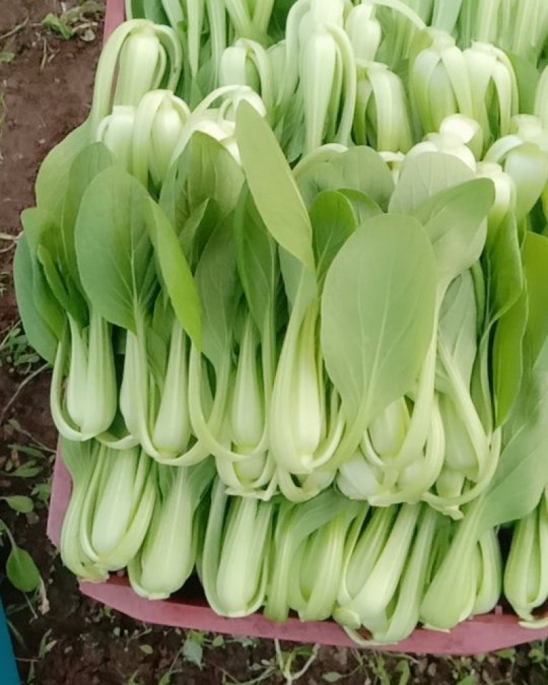 油菜