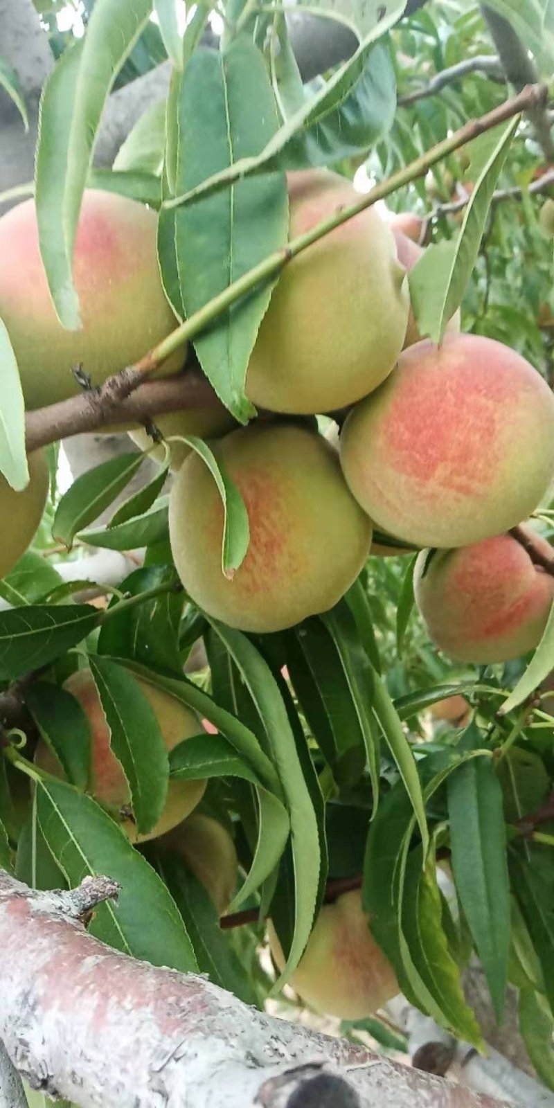 青州冬桃
