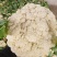 精品紧花2~3斤，长年供应基地货，价格美丽，货源稳定。