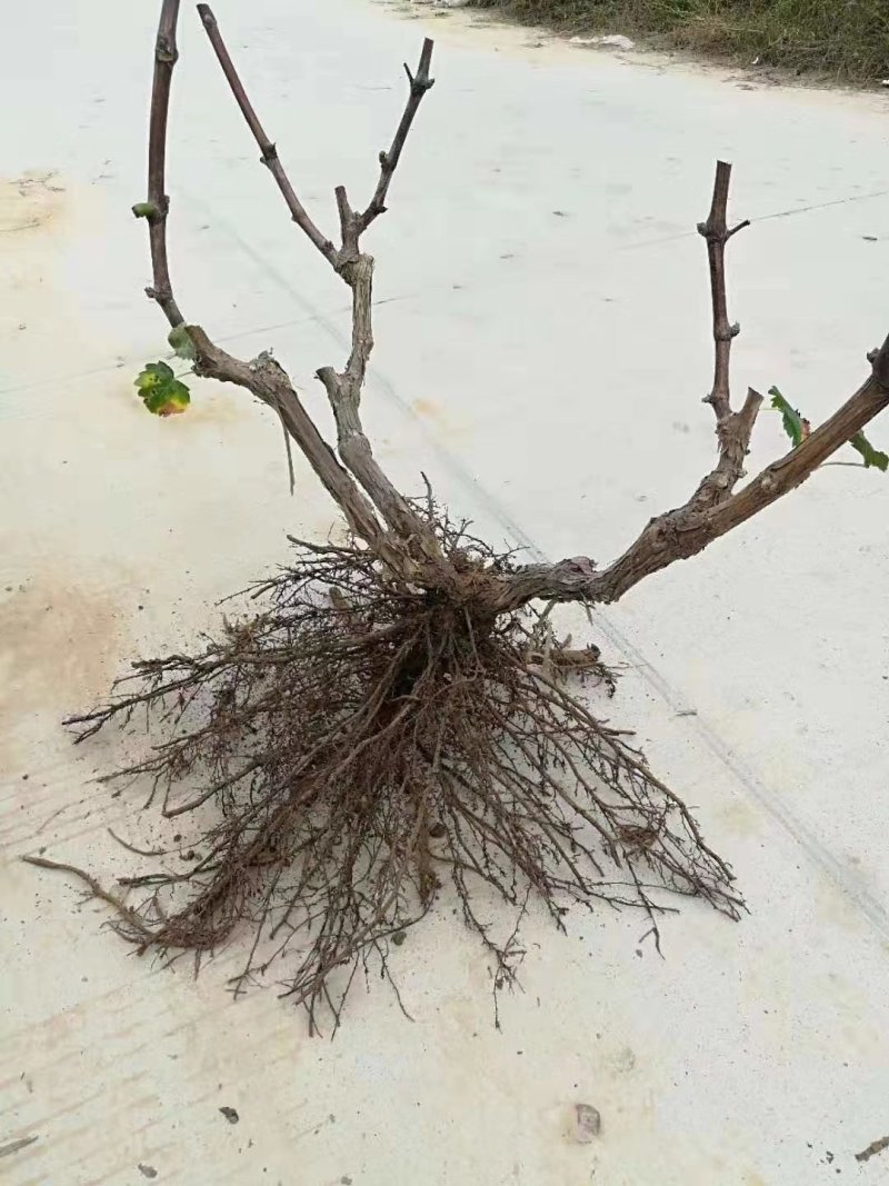 葡萄树产地直发淘宝专用，占地葡萄树，一手货源，质量杠杠滴