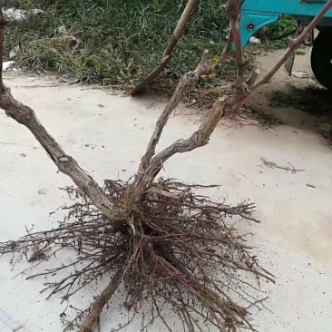葡萄树产地直发淘宝专用，占地葡萄树，一手货源，质量杠杠滴