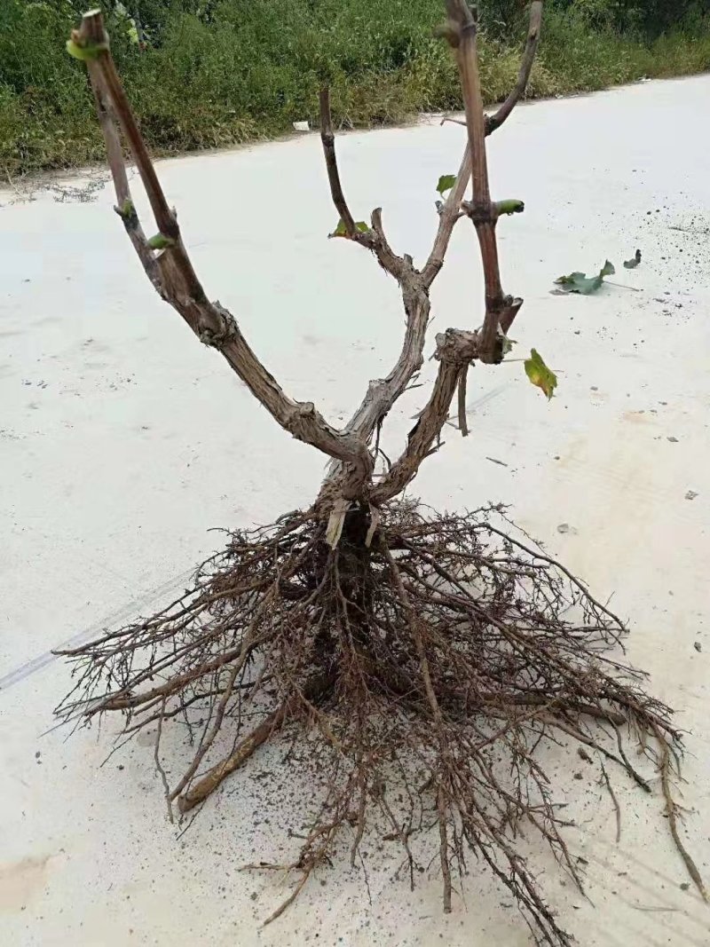 葡萄树产地直发淘宝专用，占地葡萄树，一手货源，质量杠杠滴