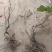 葡萄树产地直发淘宝专用，占地葡萄树，一手货源，质量杠杠滴