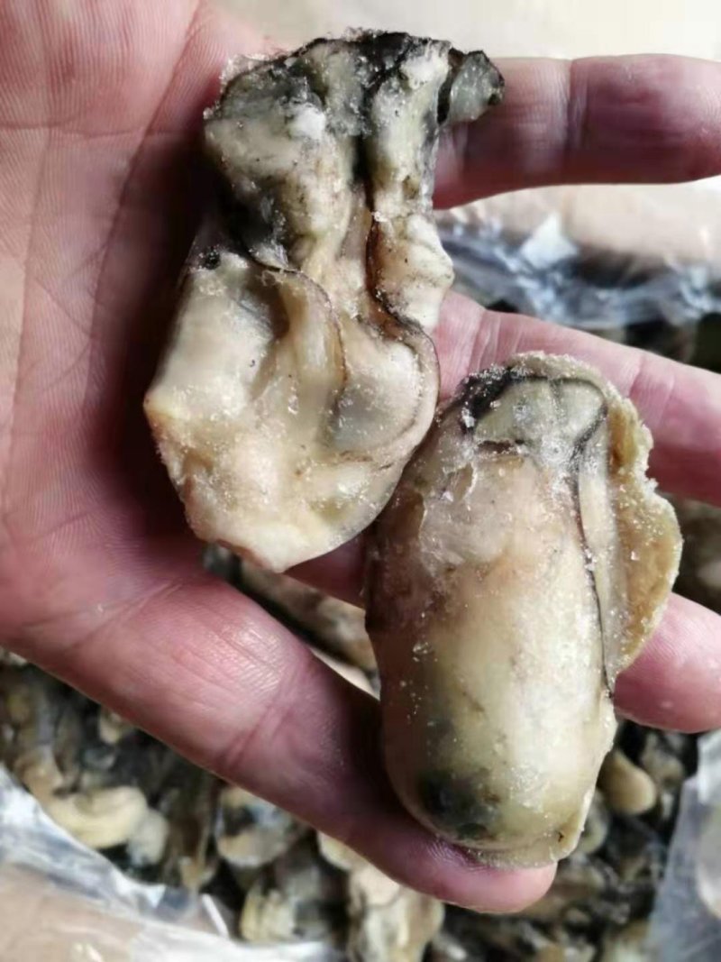 牡蛎肉海蛎子肉牡蛎肉海蛎子肉鲜品海蛎子肉单冻海蛎子肉