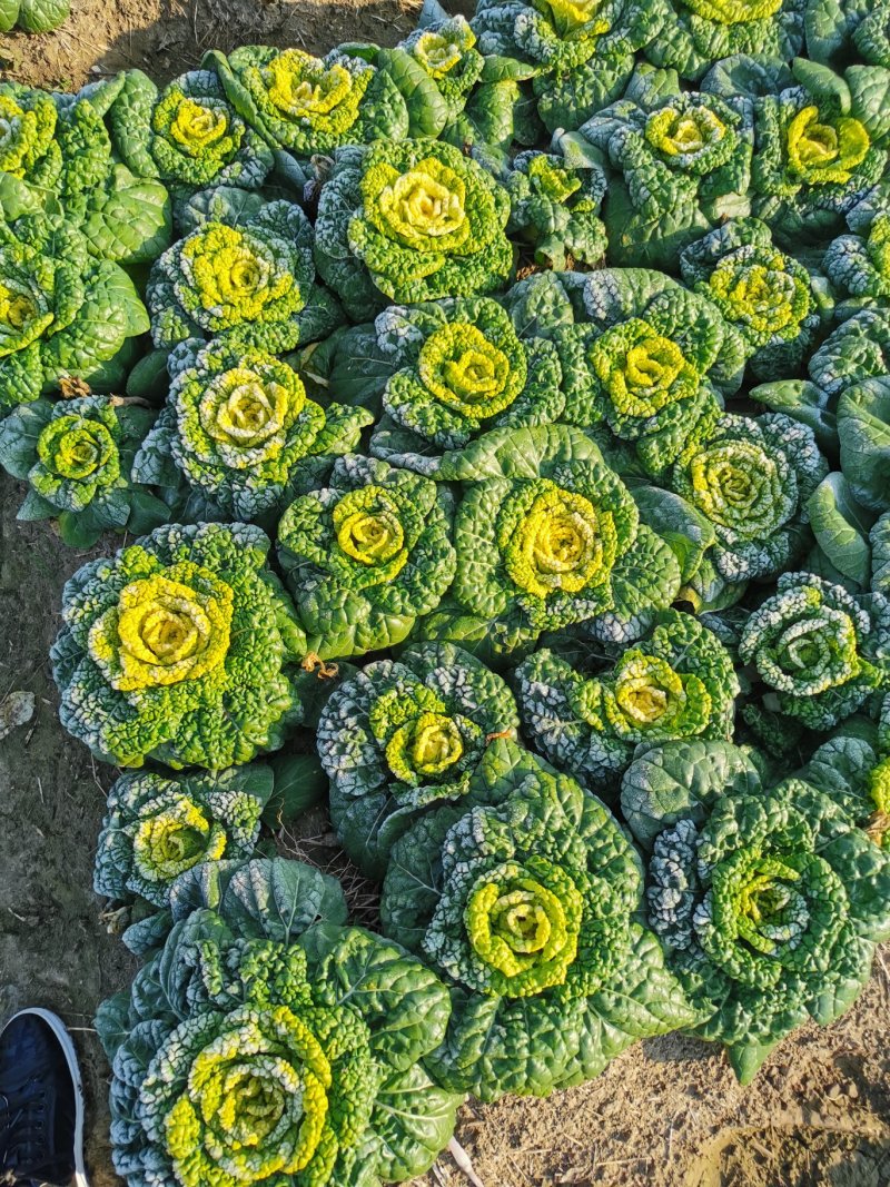 黄心菜