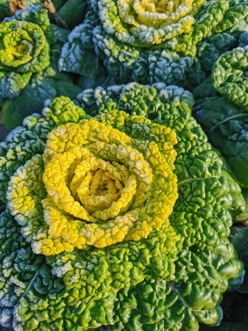 黄心菜